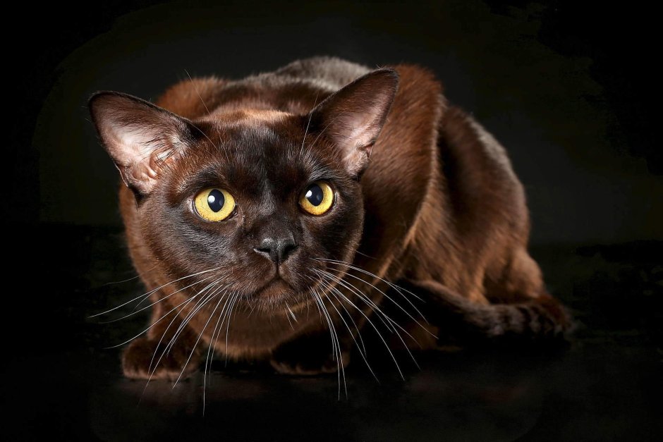 Коричневые коты