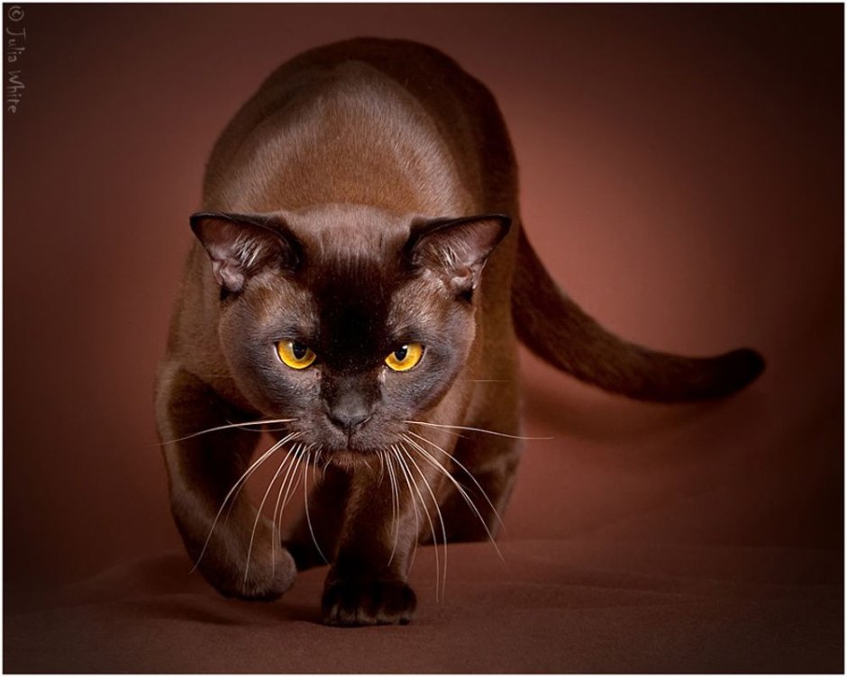 Бурманская кошка коричневая