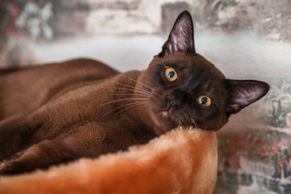 Йоркская Шотландская кошка котята
