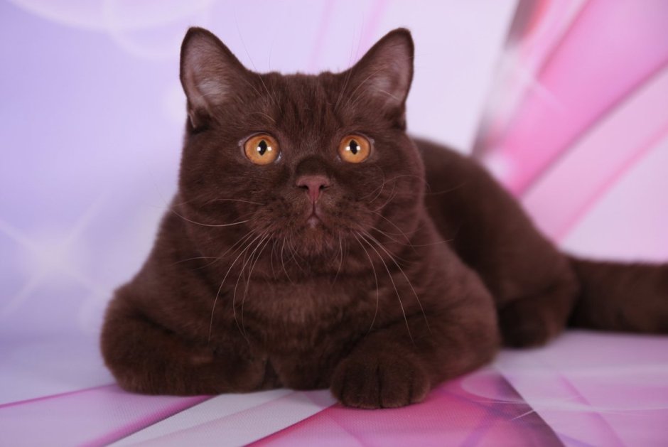 Милые котики