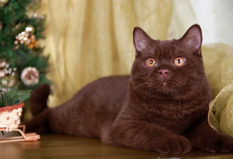Шоколадный кот британец котенок