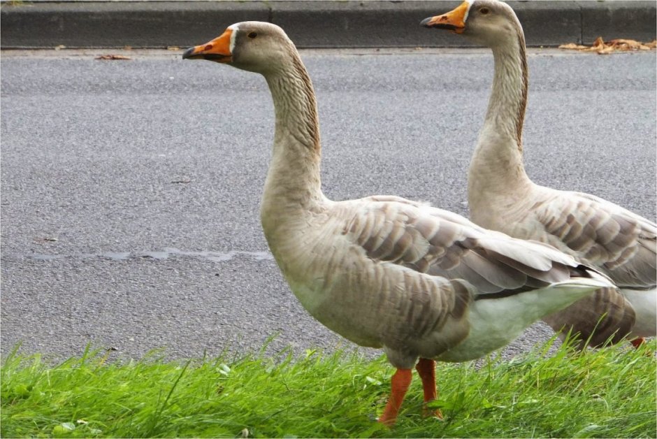 Гусь-утка гибрид