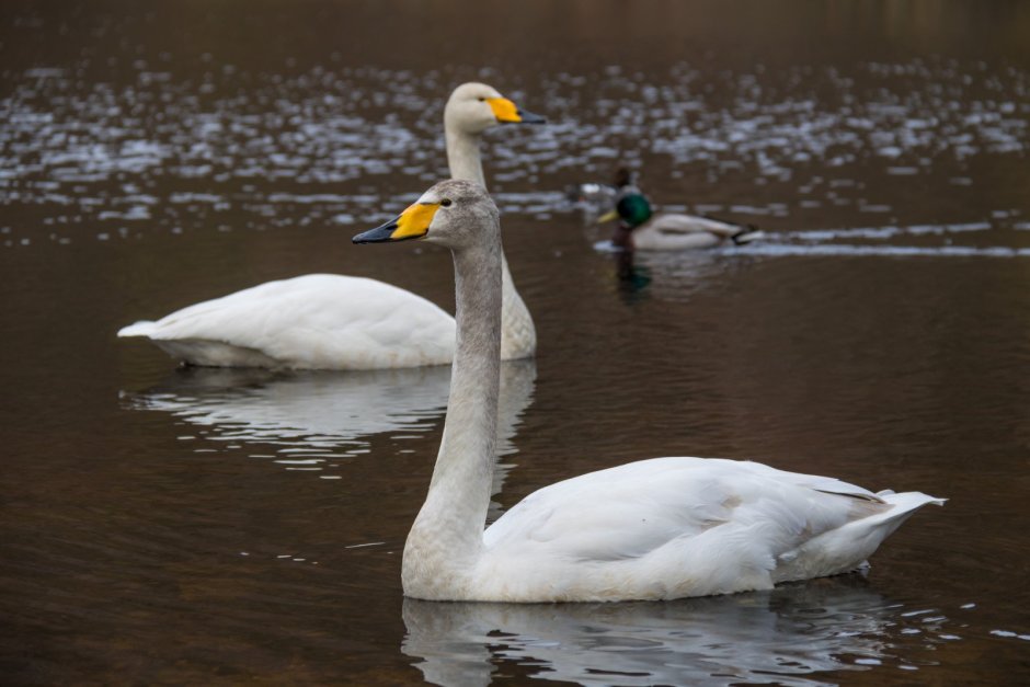 Лебедь анфас