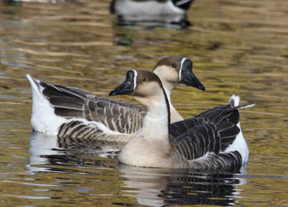 Дикие гуси и утки