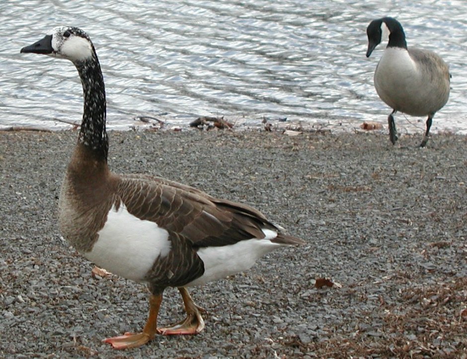 Гусь скрещенный с лебедем