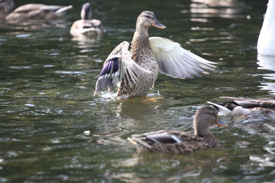 Водоплавающие птицы утка кряква гуси