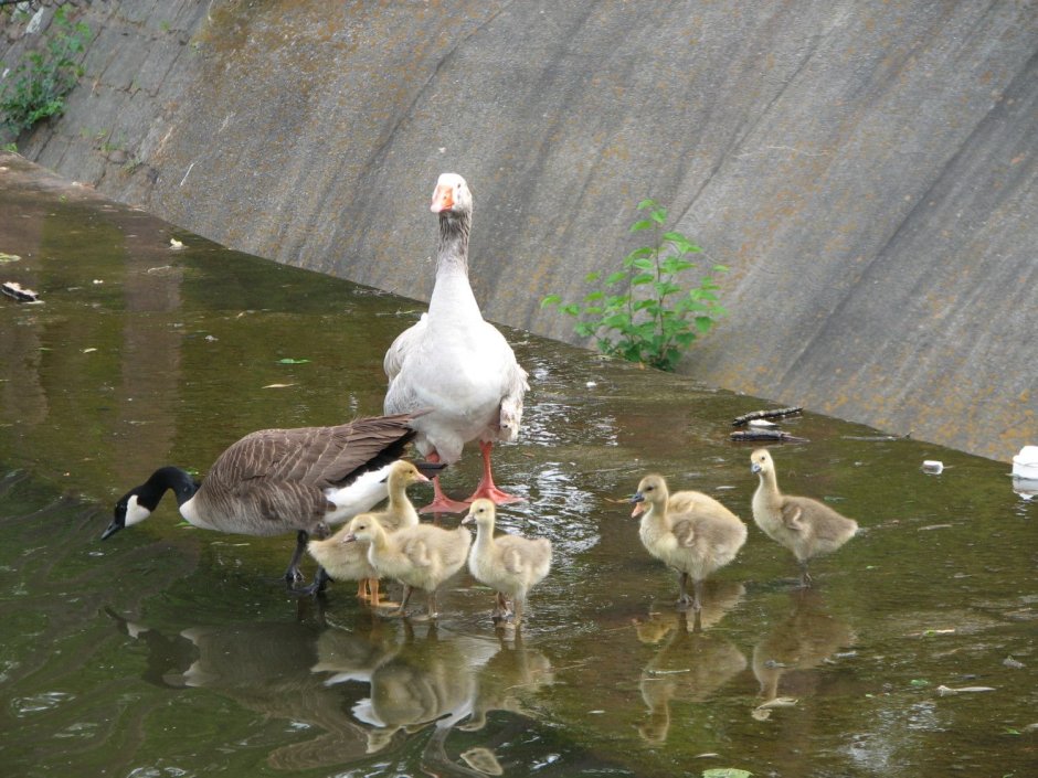 Гибрид гуся и лебедя