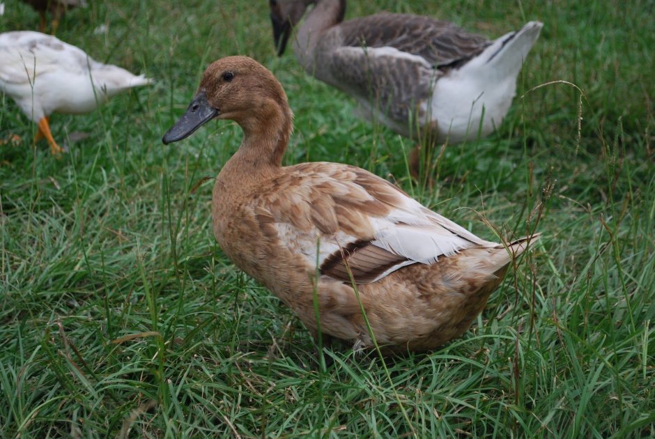 Утка Хайбрид