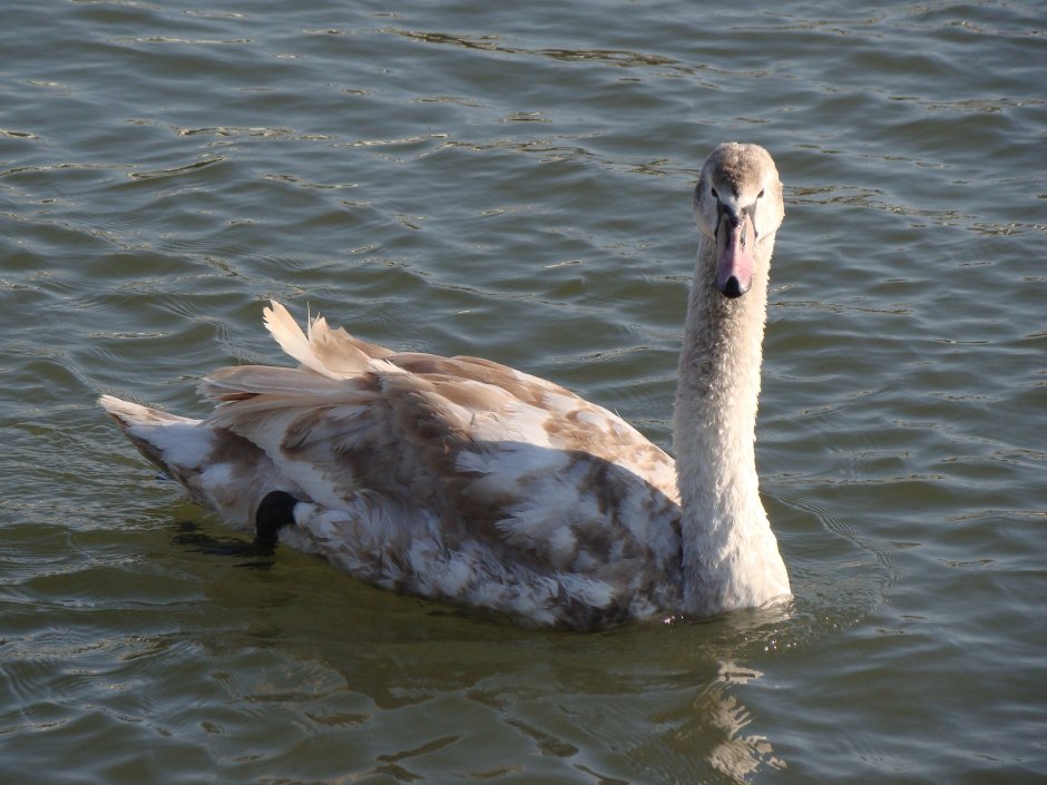 Гибрид гуся и лебедя