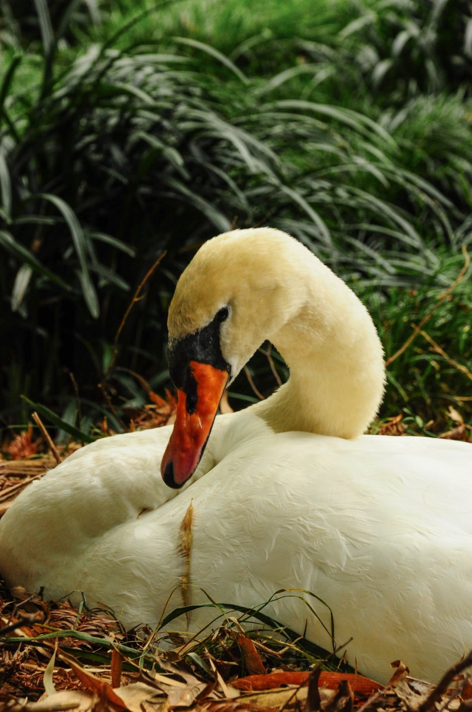 Лебединое гнездо