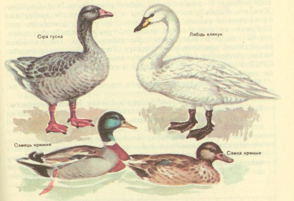 Водоплавающие птицы отряд Гусеобразные