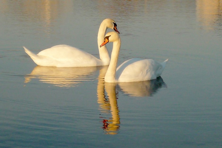 Себеж лебеди