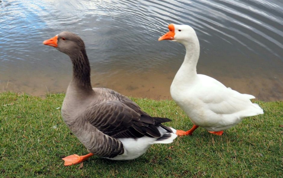 Гусь утка гусыня селезень