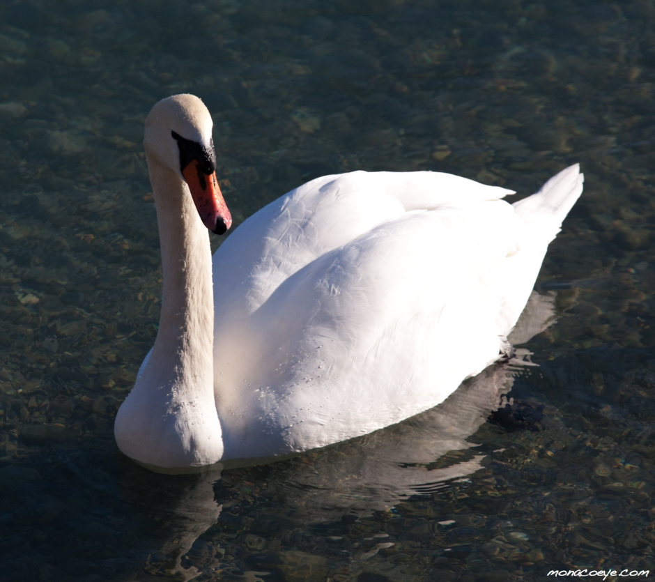 Черноголовые лебеди