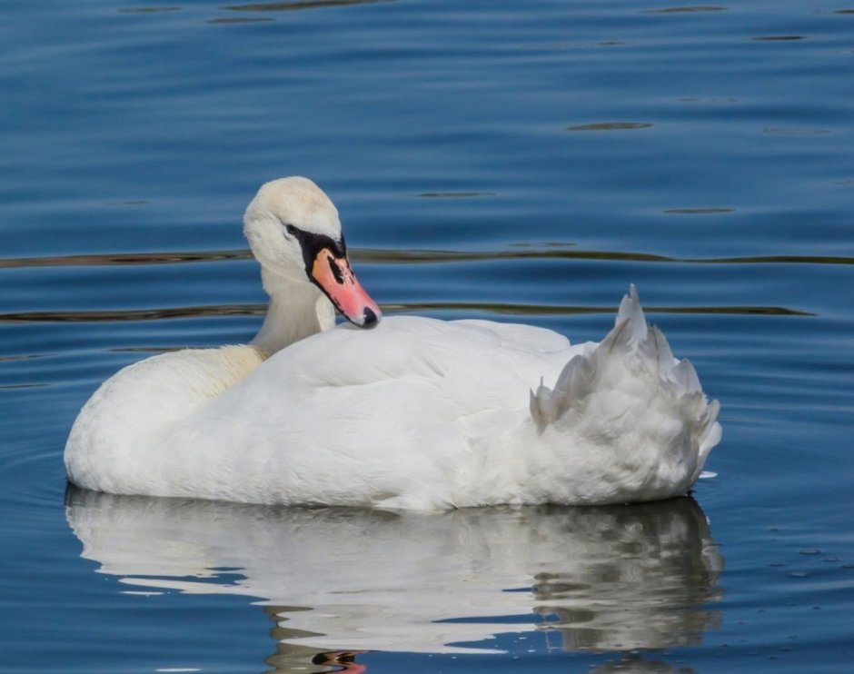Утка Гусь и лебедь