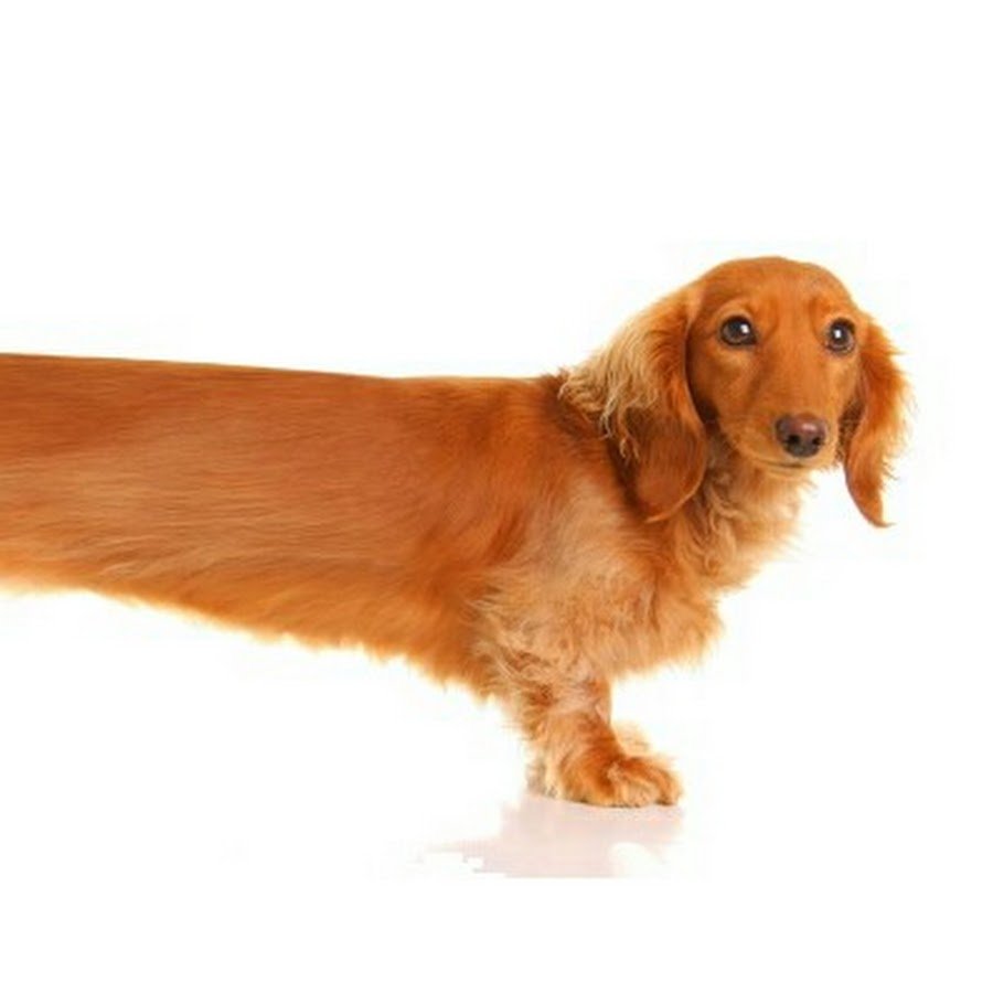 Порода такса с длинной шерстью щенки