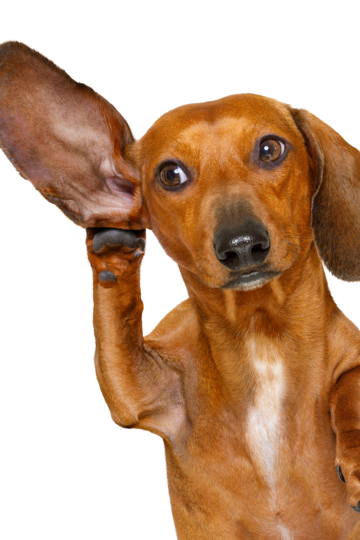 Собака прислушивается