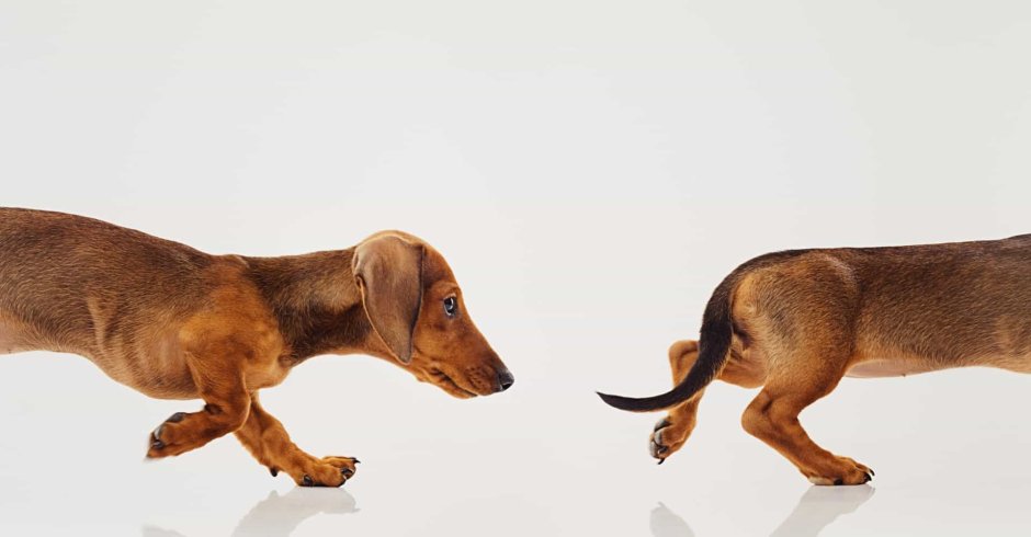 Такса с коротким хвостом