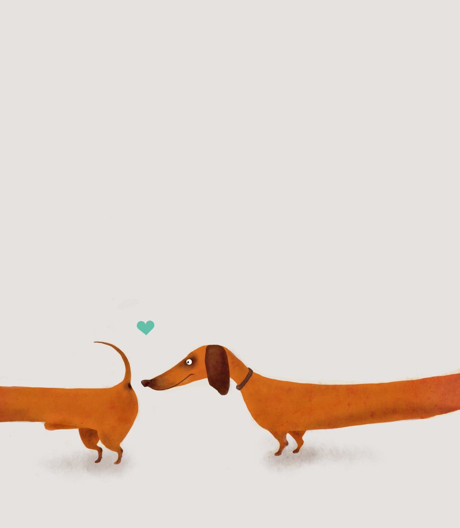 Такса длинная