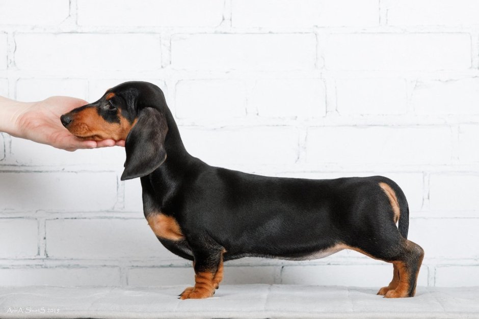 Такса кроличья гладкошерстная