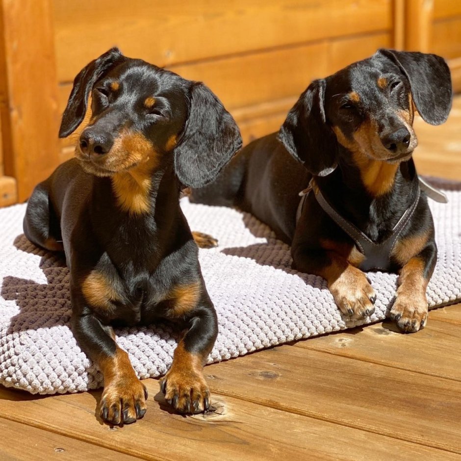 Такса с длинными лапами