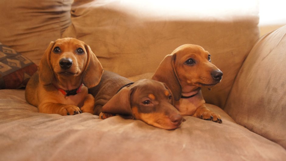 Такса Эстетика