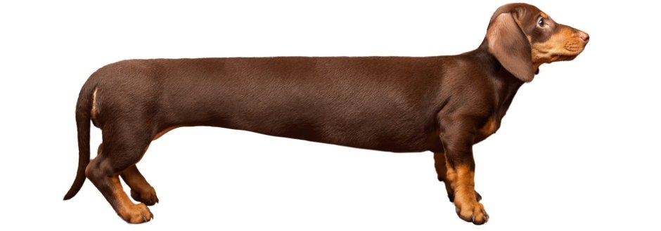 Собака такса длинная