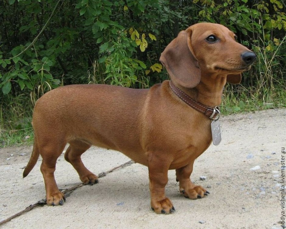 Такса рыжая гладкошерстная