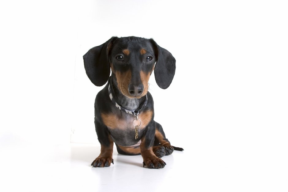 Кроличья такса белая