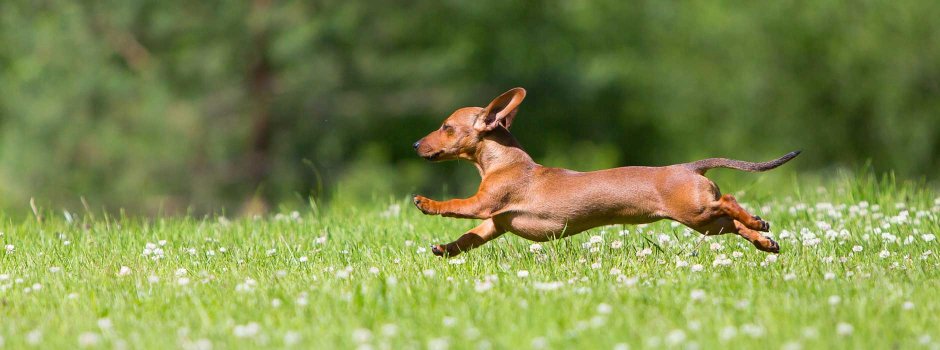 Такса бегает