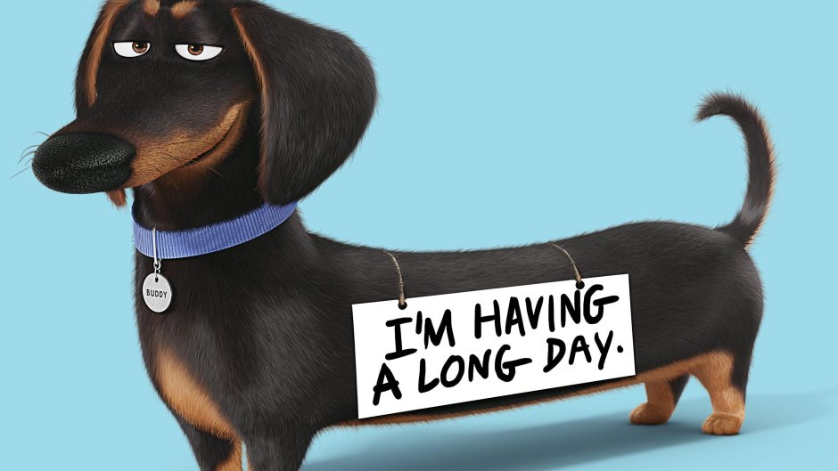 Тайная жизнь домашних животных Бадди