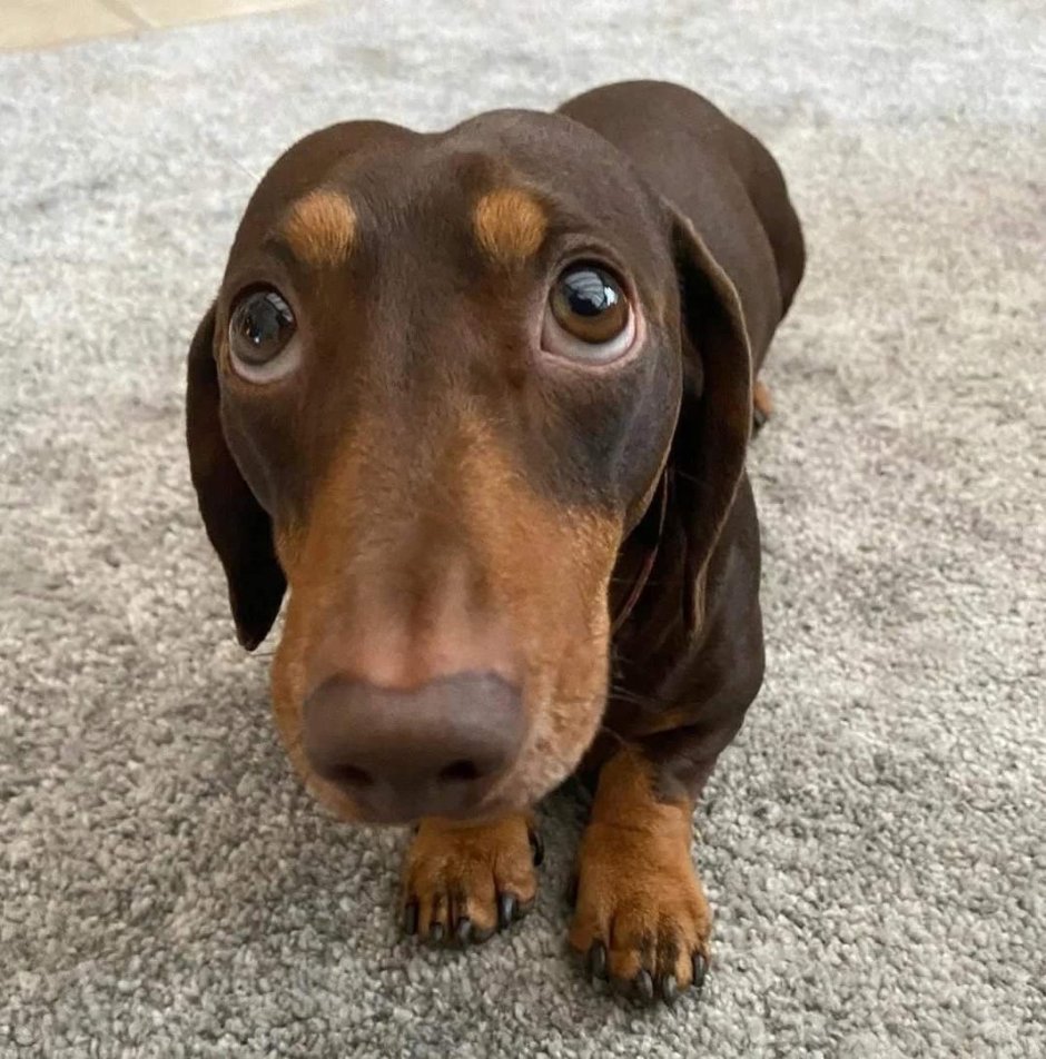 Красивая такса