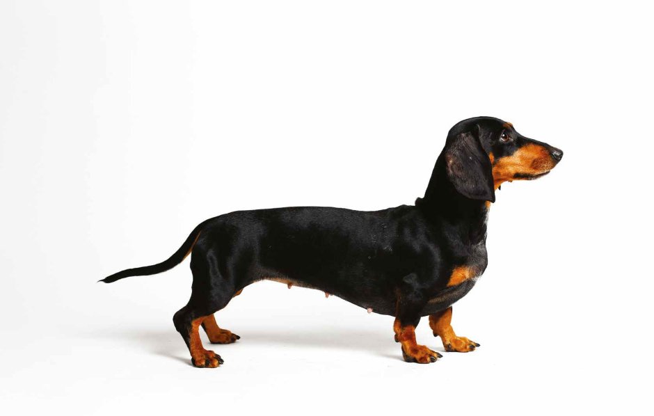 Собака такса на белом фоне