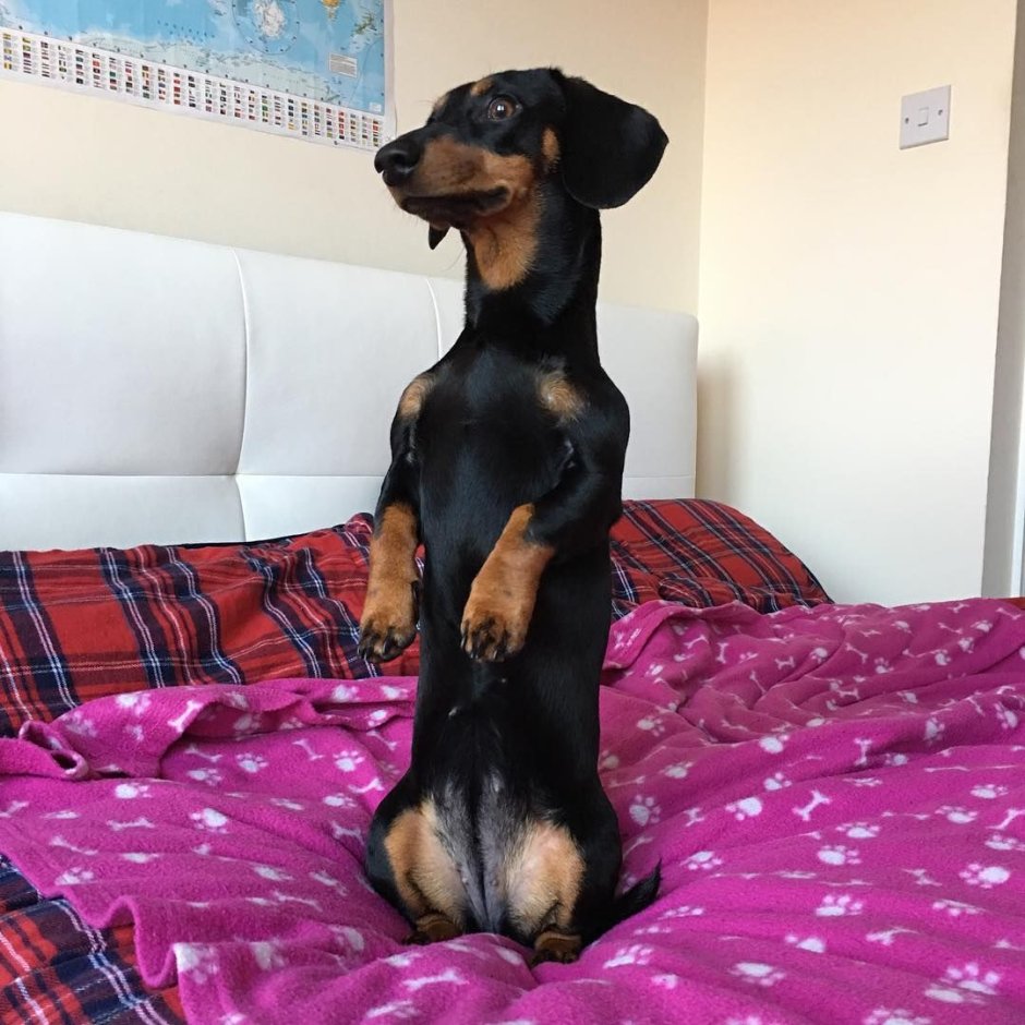 Таксы любовь