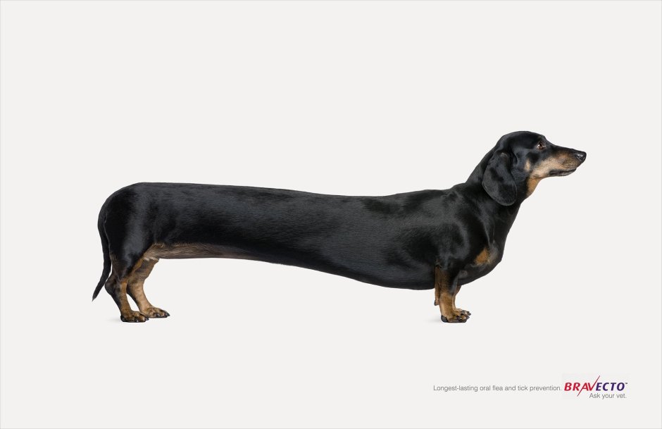 Такса сбоку длинная