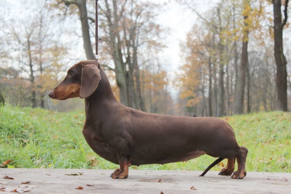 Такса порода собак