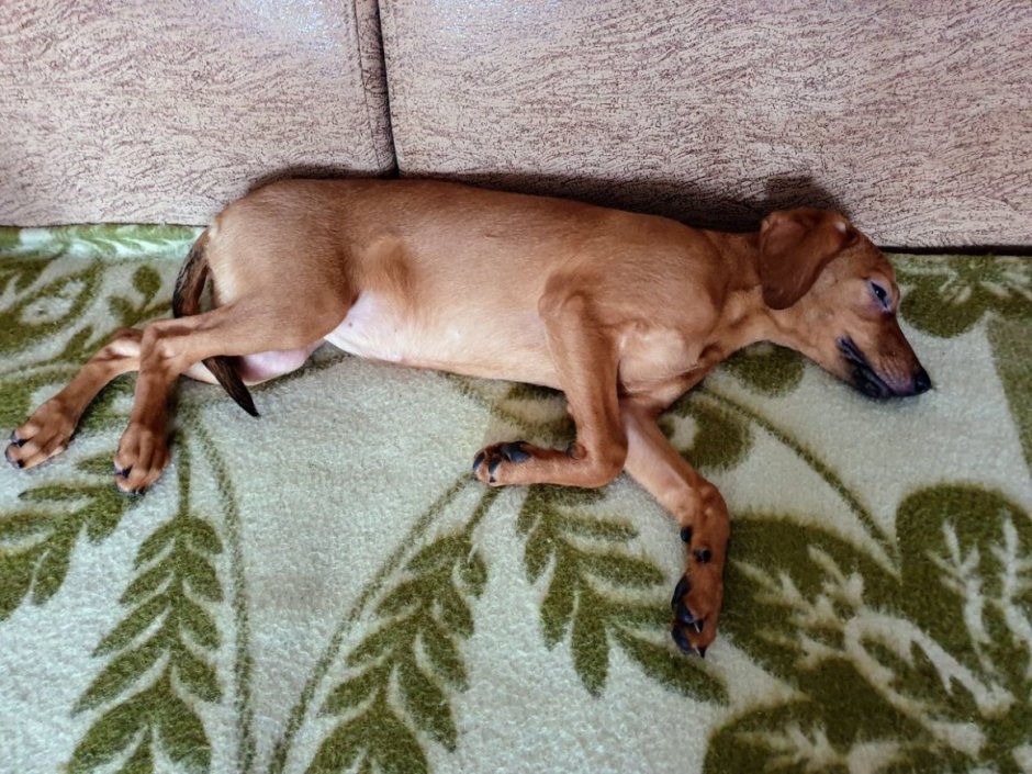 Такса с длинными лапами