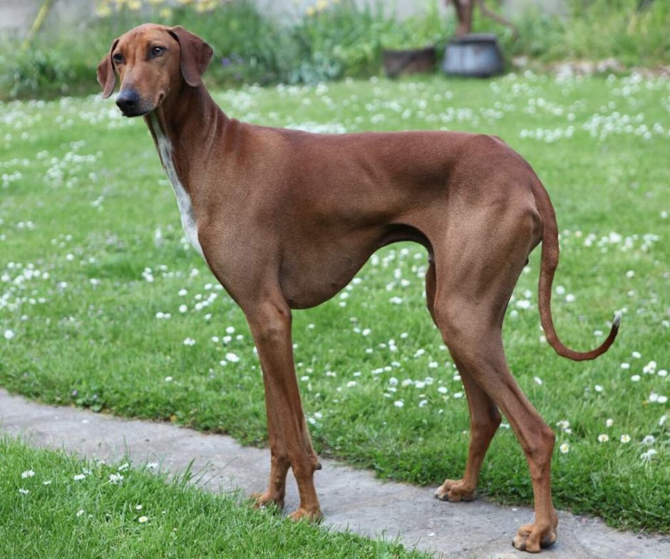 Азавак порода