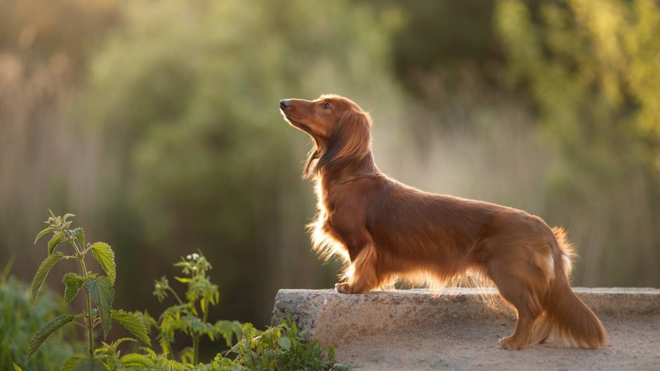 1920 Х 640.Формат такса длинная