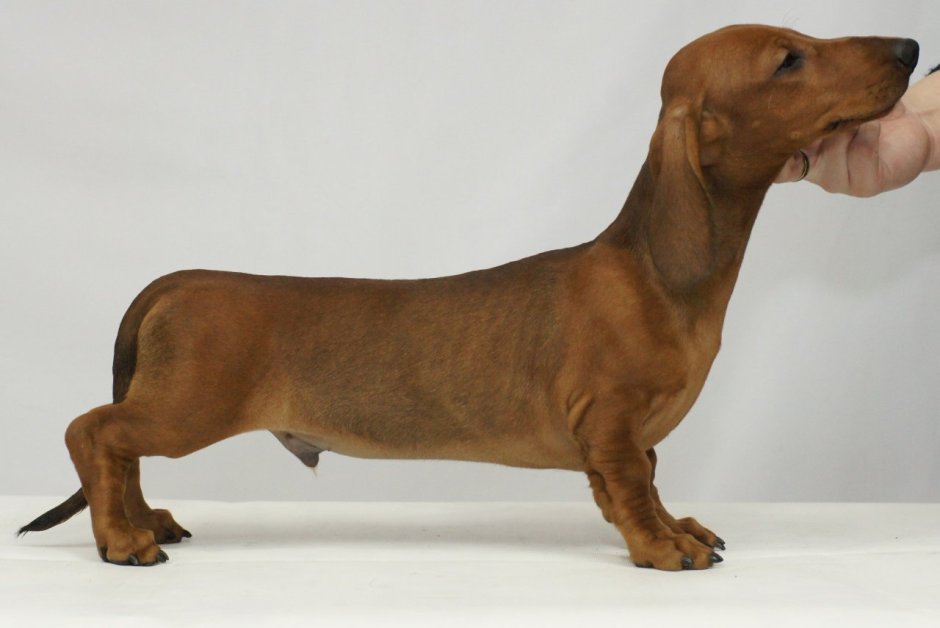 Порода собак такса рыжая