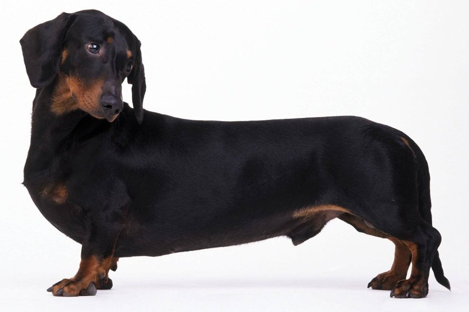 Окрас таксы черно подпалый