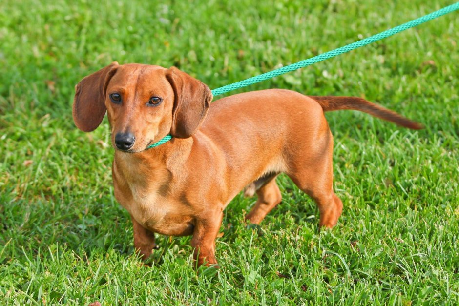 Длинноногая такса