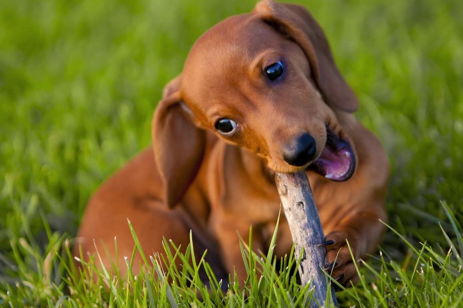 Такса собака короткошерстная