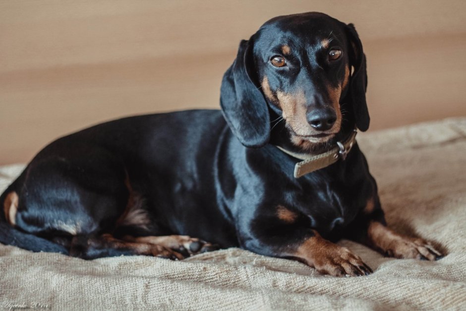 Такса черная