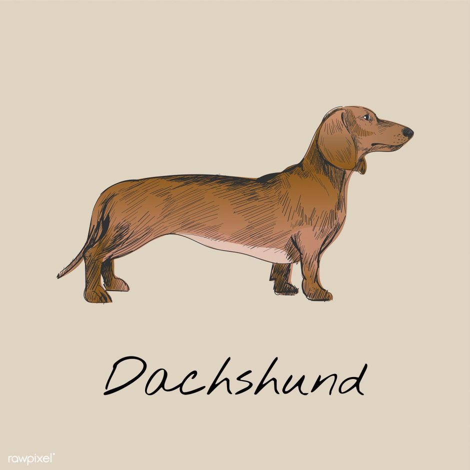 Мини рисунки такс