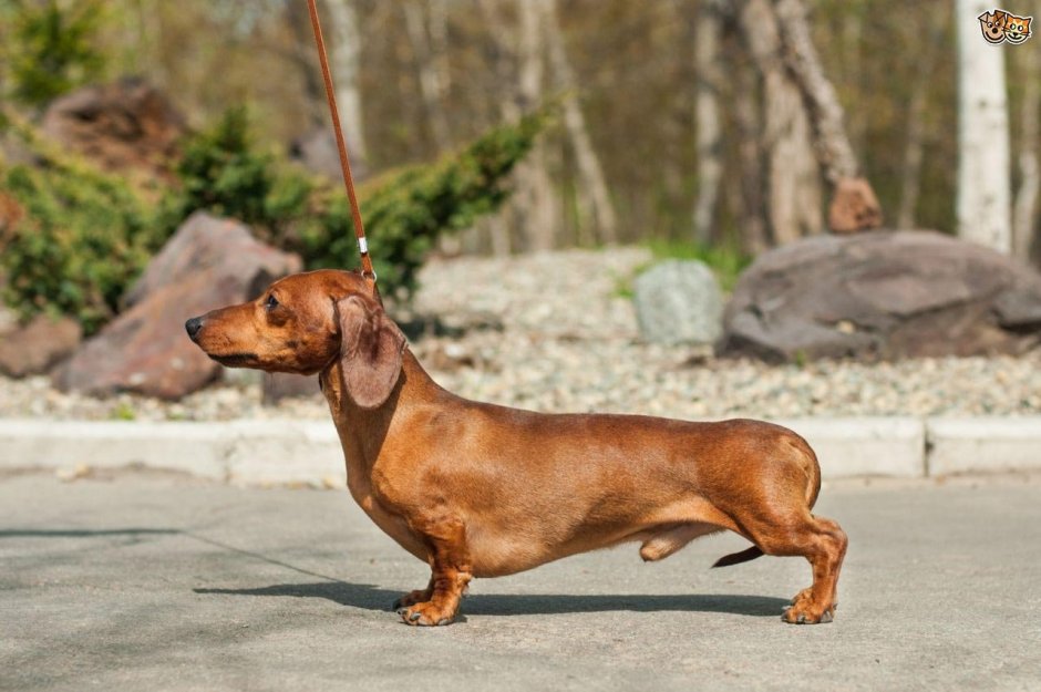 Такса Максимилиан