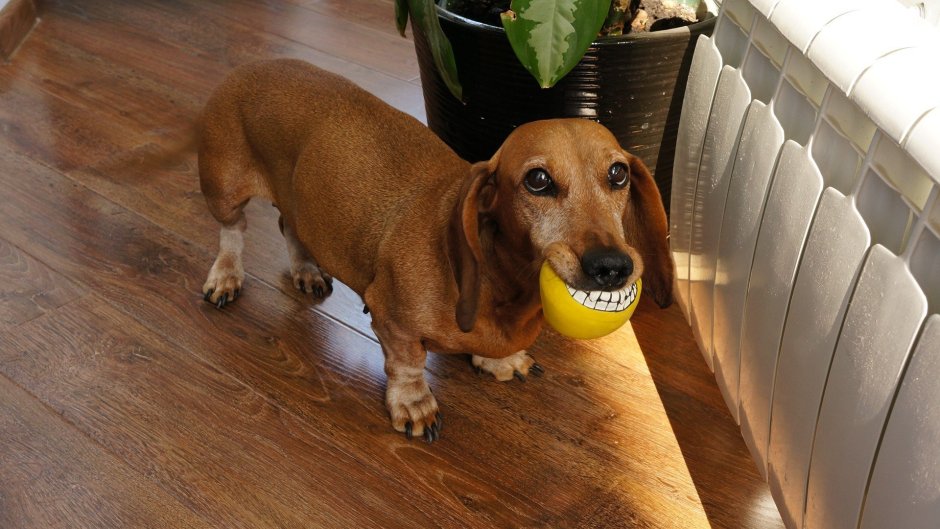 Самая большая такса в мире