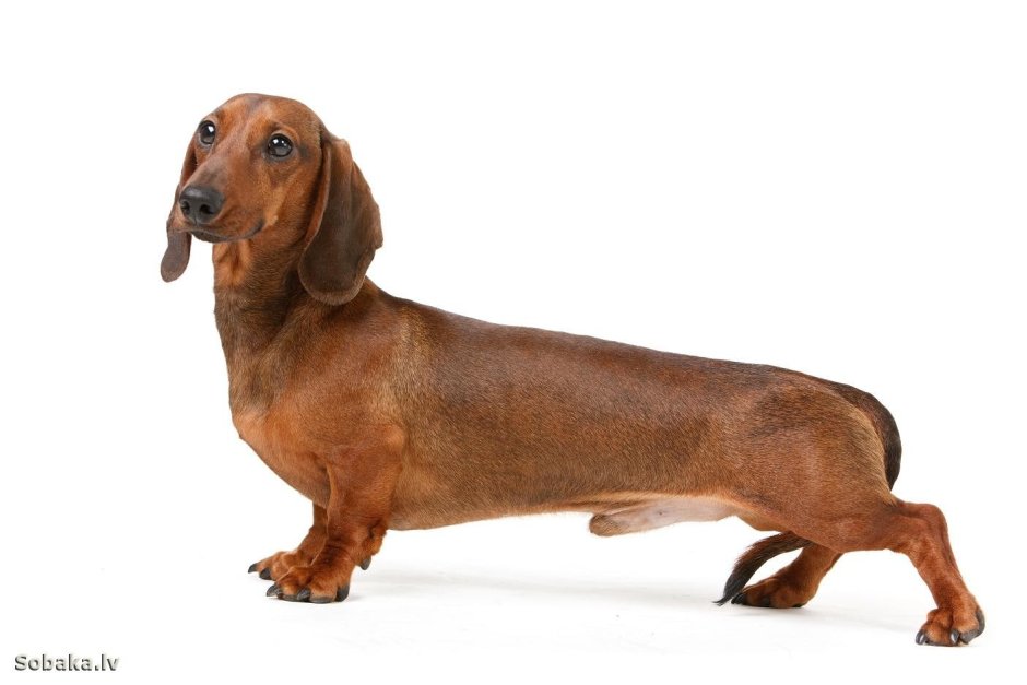 Коричневая такса на белом фоне