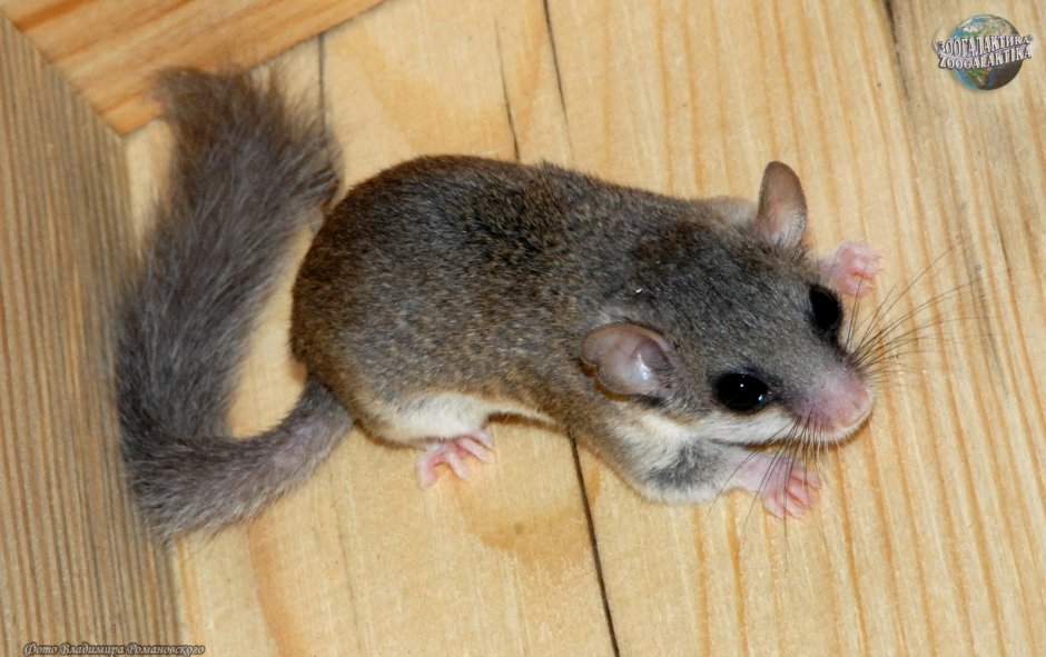 Graphiurus murinus
