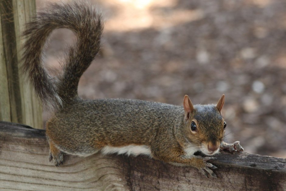 Tympanoctomys barrerae
